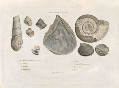 Oak Tree Clay Fossils, kuvitus "Strata Identified by Organised Fossils" -julkaisusta, taiteilija, pubi. 1816 tekijältä William Smith